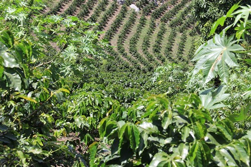 Honduras coffee landscape.jpg
